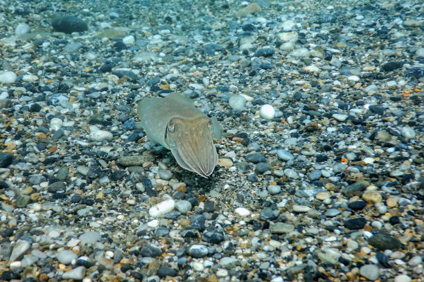 istock Cuttlefish Camouflage. Cuttlefish Swimming Underwater. 1171079538