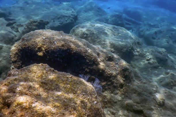 istock Sea Life Underwater Rocks Sunlight, Underwater Life 1171079603