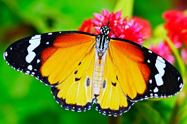 istock Butterfly spreading wings on flower. 1171079762