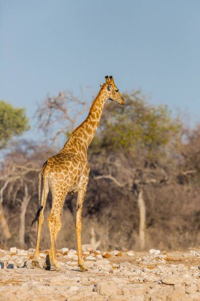 istock one giraffe standing in savanna, blue sky, trees 1171079825