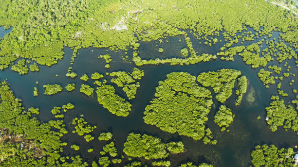 istock Aerial view of Mangrove forest and river 1171079844