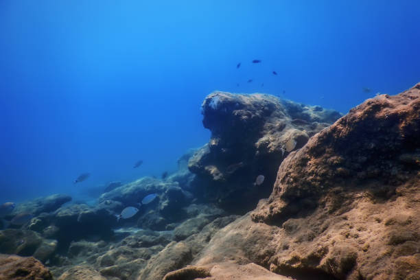 istock Sea Life Underwater Rocks Sunlight, Underwater Life 1171079863
