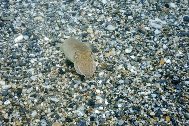 istock Cuttlefish Camouflage. Cuttlefish Swimming Underwater. 1171079979