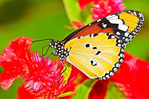 istock Butterfly drinking juice from flower. 1171080513