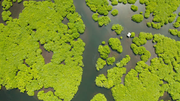 istock Aerial view of Mangrove forest and river 1171080683