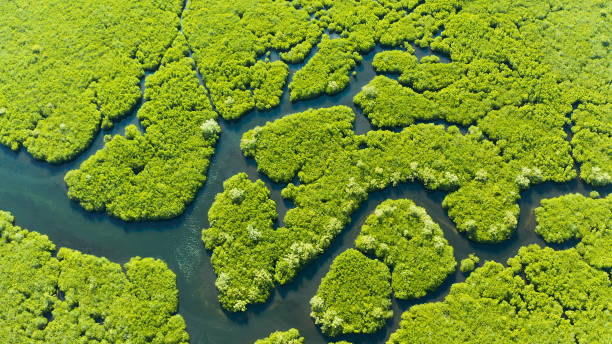 istock Aerial view of Mangrove forest and river 1171080961