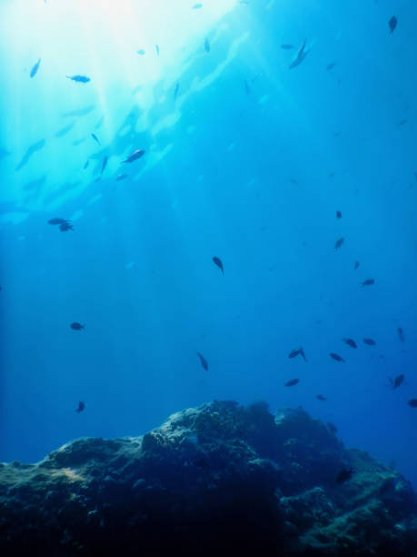 istock Under the Sea, Underwater Scene Sunlight, Fish Underwater Life. 1171080978