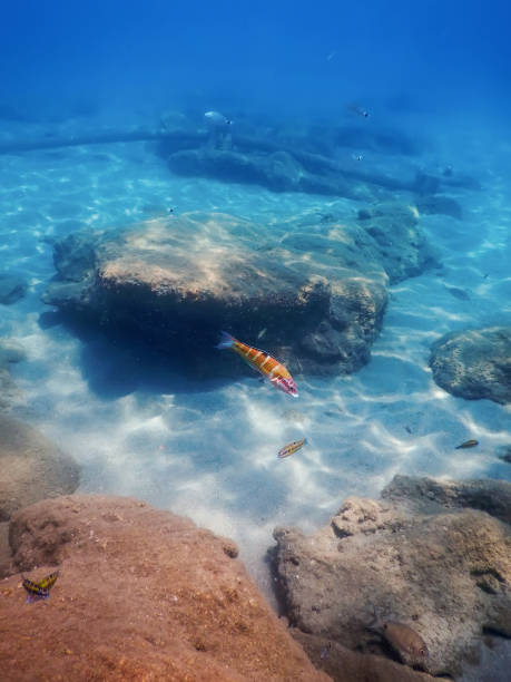 istock Under the Sea, Underwater Scene Sunlight, Fish Underwater Life. 1171081460