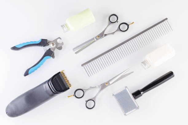 istock professional grooming equipment for animals, flat lay 1171082293