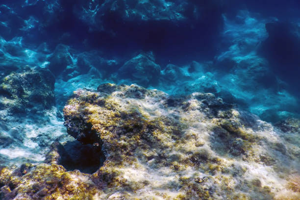 istock Under the Sea, Underwater Scene Sunlight, Fish Underwater Life. 1171082396