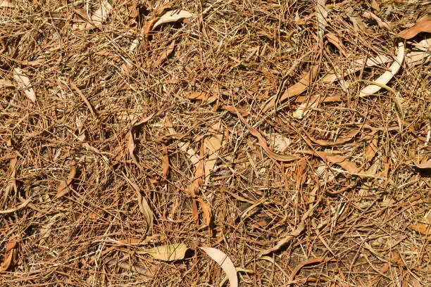 Photo of Fallen leaves and pine needles on the ground