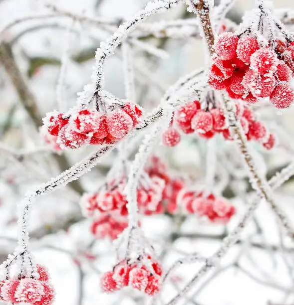 Photo of Winter Frozen Viburnum Under Snow. Viburnum In The Snow. First snow. Beautiful winter