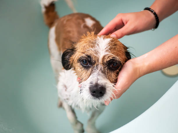 istock Women's hand with little dog in the bath 1171083965