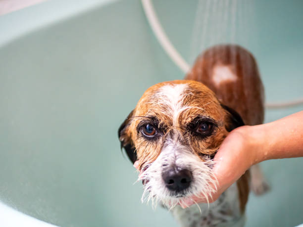 istock Little dog in the bathtub 1171084251