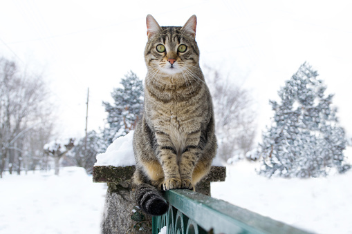 Fluffy striped cat sitting on the fence looking at the camera during the snowy winter