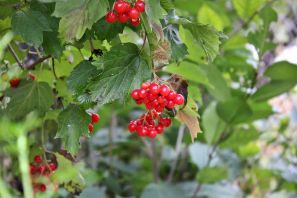 istock Red viburnum. Autumn red berries 1171086171