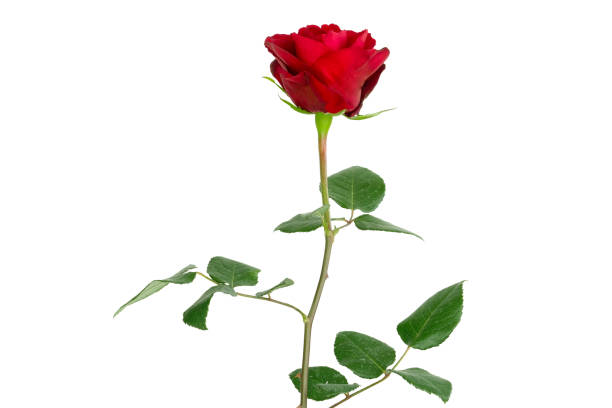 istock A beautiful single blooming red rose 1171088244
