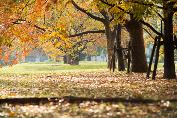 istock Osaka park in autumn 1171089733