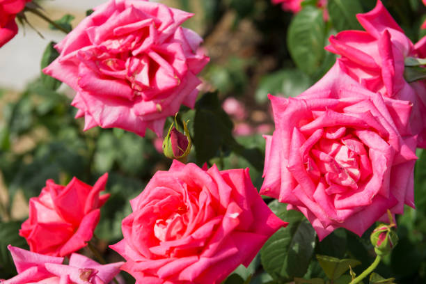 istock Rose garden in Utsubo Park 1171089892