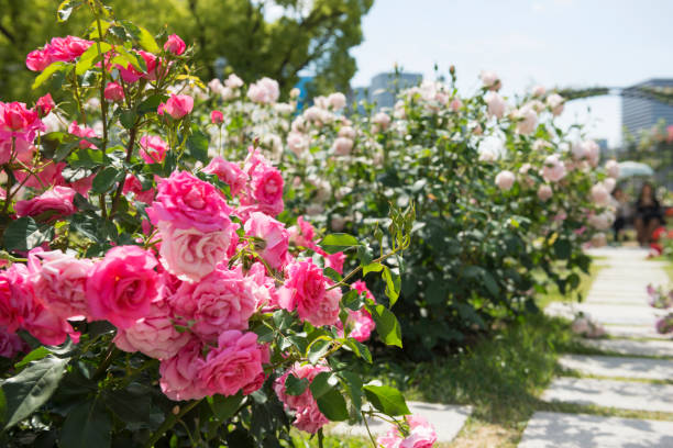 istock Rose garden in Utsubo Park 1171089905