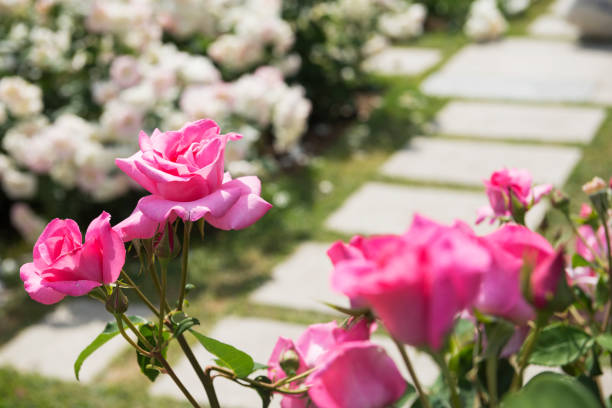 istock Rose garden in Utsubo Park 1171089963