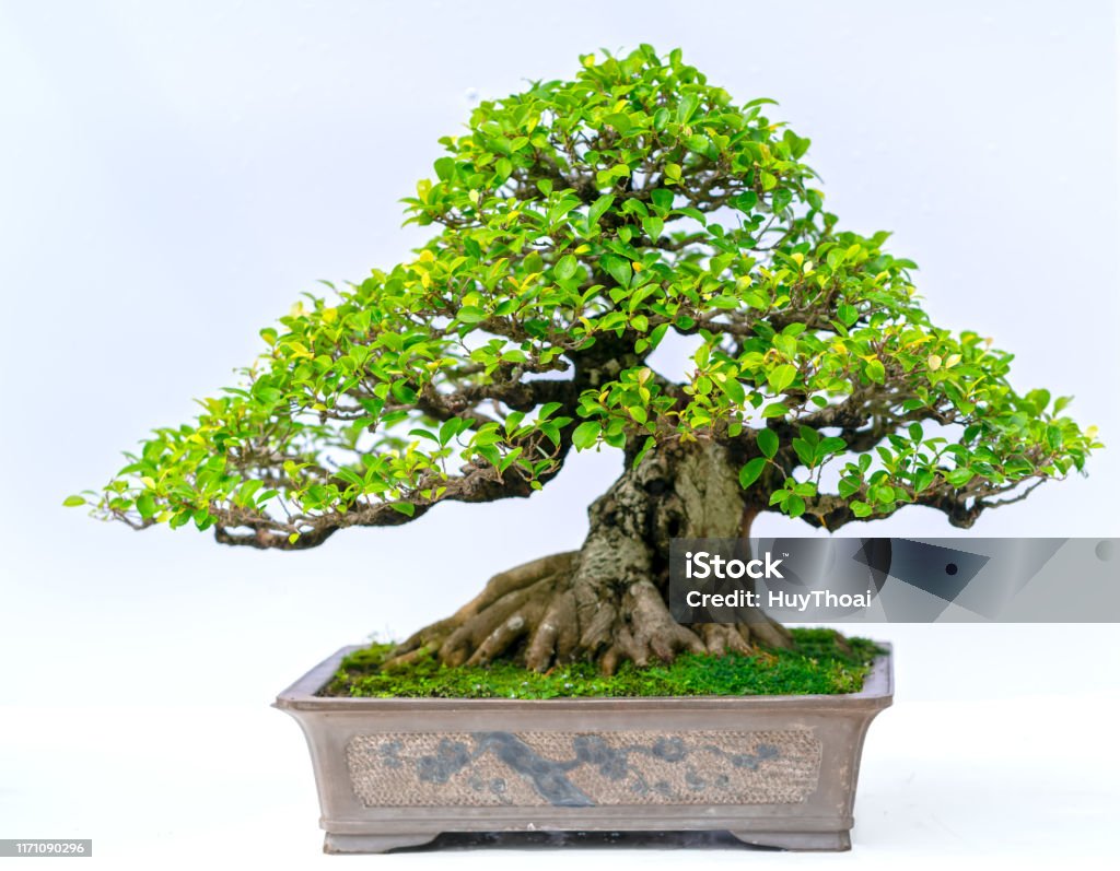 Grüne Alte Bonsai Baum Isoliert Auf Weißem Hintergrund In Einem ...