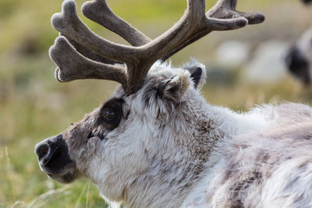 istock close-up Svalbard reindeer (rangifer tarandus platyrhynchus) 1171090837