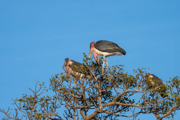 istock Marabou Storks perched on a tree branch in South Africa. 1171090860