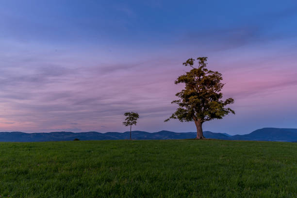 istock Abandoned tree on a mountain ridge captured during orange and purple sunset in background, beautiful clouds and sun behind the horizon captured Velka Lhota Czech Republic 1171091003