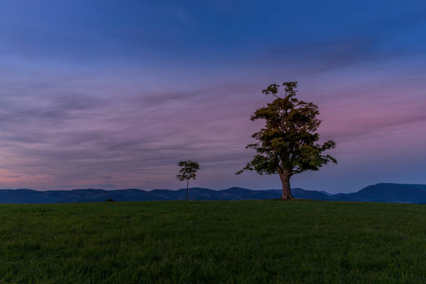 istock Abandoned tree on a mountain ridge captured during orange and purple sunset in background, beautiful clouds and sun behind the horizon captured Velka Lhota Czech Republic 1171091023