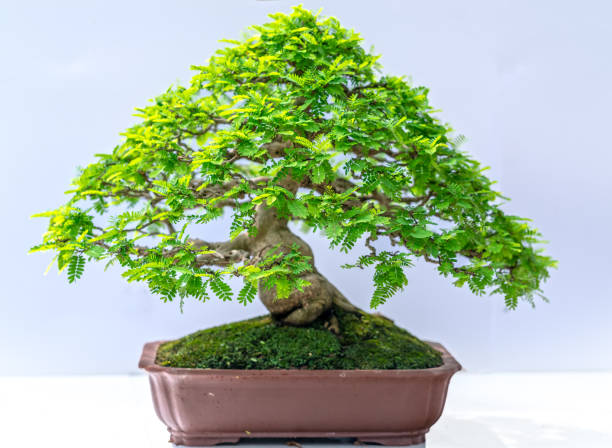istock Green old bonsai tree isolated on white background in a pot plant create beautiful art in nature 1171091069