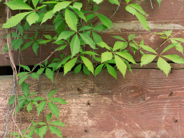 istock Ivy leaves on a wooden wall. 1171091199