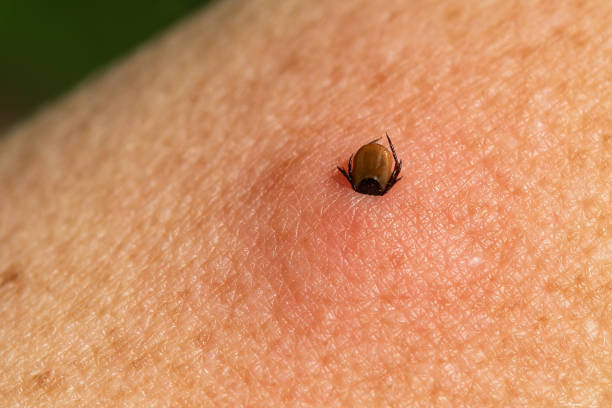 Castor bean tick (Ixodes ricinus) stock photo
