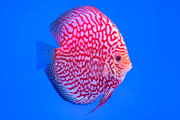 istock Discus Fish Colorful swimming in fish tank 1171091650
