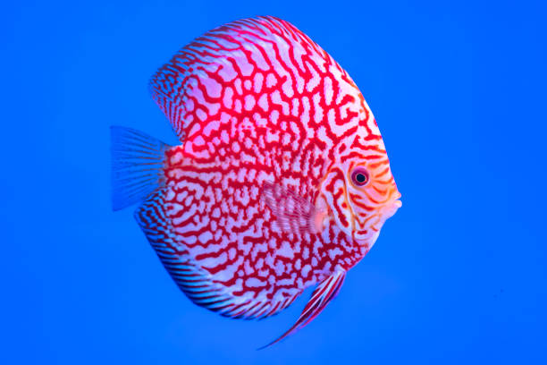 Discus Fish Colorful swimming in fish tank Discus Fish Colorful swimming in fish tank. This is a species of ornamental fish used to decorate the scene in the house pompadour fish stock pictures, royalty-free photos & images