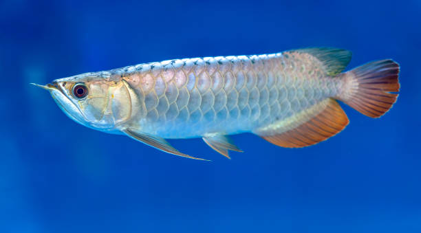 istock Arowana in aquarium 1171092661