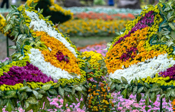 istock Daisies carpet art designed more like a butterfly shape in the spring garden 1171092689