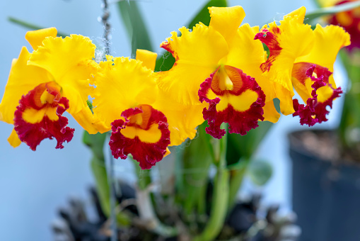 Cattleya Labiata flowers bloom in spring adorn the beauty of nature