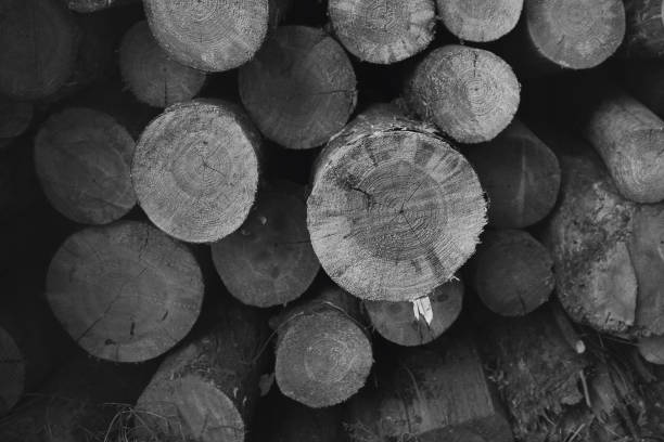 istock Firewood stacked. Black and white photo 1171093142