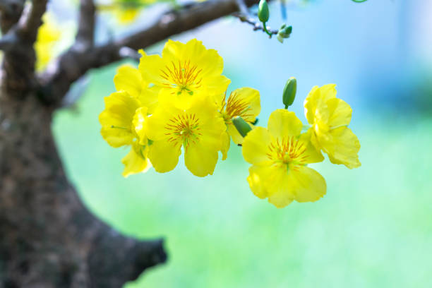 Apricot flowers blooming in Lunar New Year with yellow blooming fragrant petals signaling spring has come, this is the symbolic flower for good luck