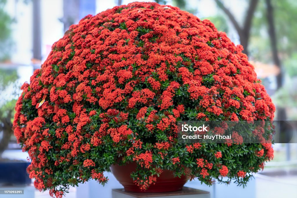 Ixora Or Jungle Flame Blooms In The Bonsai Tree Stock Photo - Download  Image Now - Ixora, Art, Backgrounds - iStock