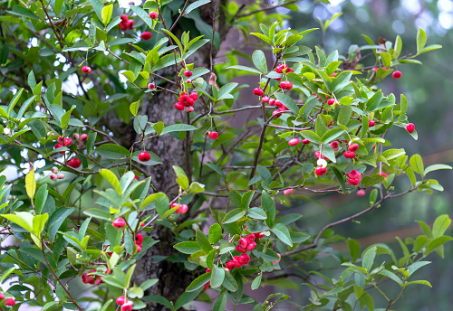 Water Apple trees with many ripe red fruits in the garden