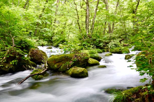 istock #Japan #Aomori #Oirase Gorge #River #Stream 1171093502