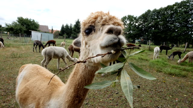 Alpaca chewing some leaves