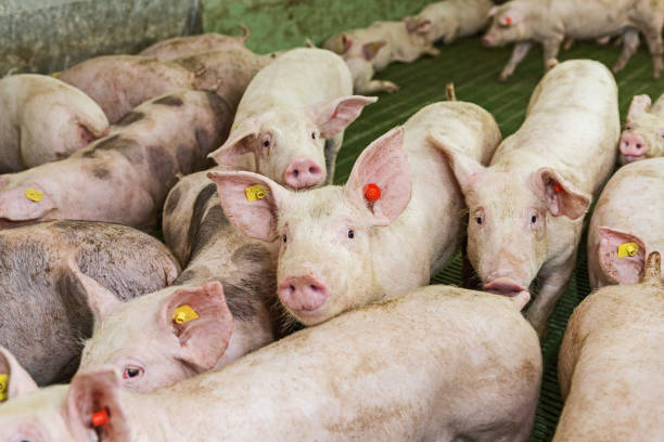 istock Pink pigs on the farm 1171095779