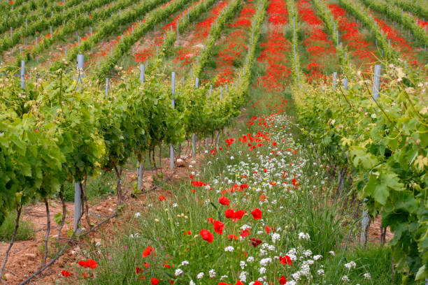 vineyard with poppies in Rioja cultivation vineyard with poppies in Rioja Spain corn poppy photos stock pictures, royalty-free photos & images