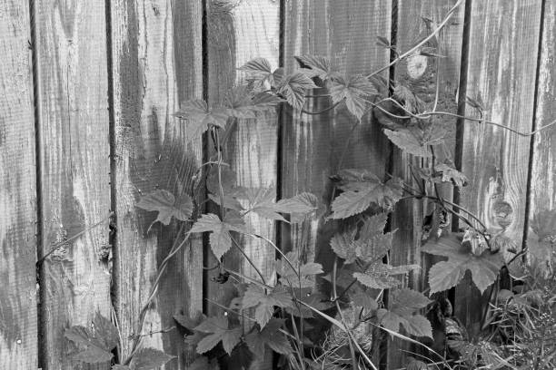 istock Wooden fence close up. Background 1171099119