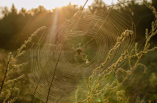 istock Morning sun illuminates the web with a spider (Argiope lobata). 1171099914