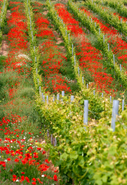 istock vineyard with poppies in Rioja Spain 1171100908