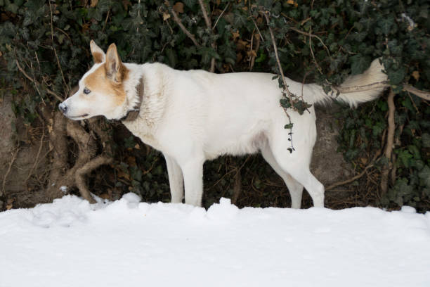 istock White pasture in white snow - background evergreen creeper 1171102208